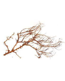 Drifwood "Branch" max 30cm